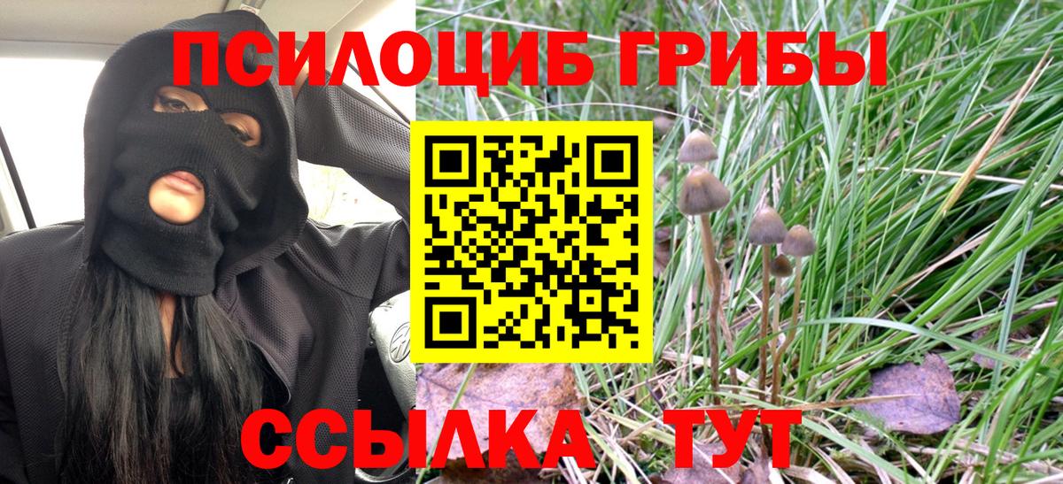 Псилоцибиновые грибы Psilocybine cubensis  Хабаровск  Галлюциногенные грибы Cubensis 